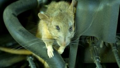 How to Avoid Rats in Car