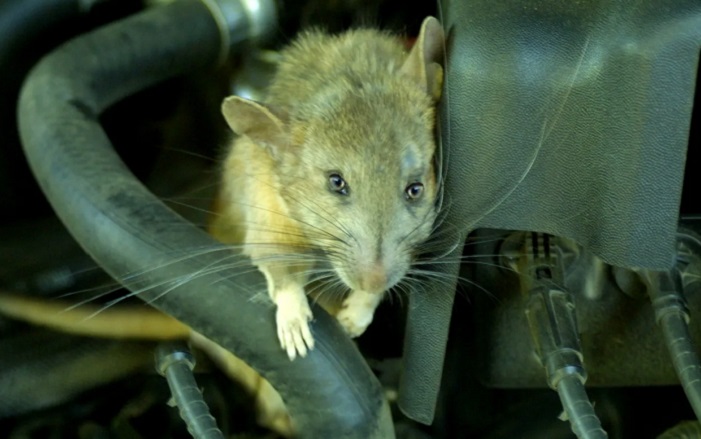 How to Avoid Rats in Car